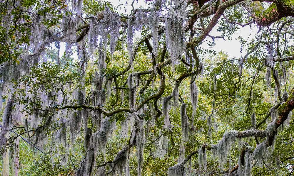 Spanish moss Spanish moss