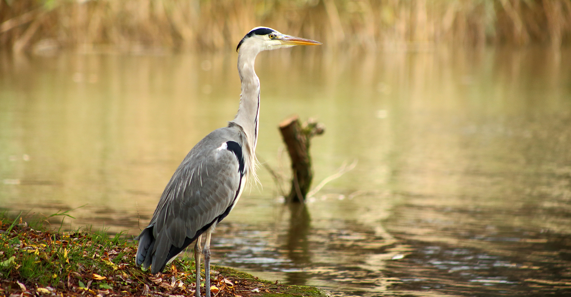 Impressive Birdlife